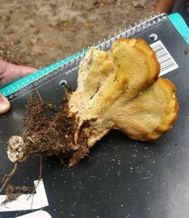 Bondarzewia berkeleyi