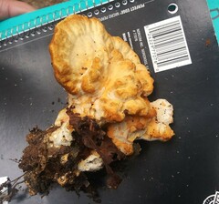 Bondarzewia berkeleyi