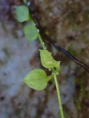 Stellaria crispa