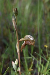 Pterostylis aciculiformis