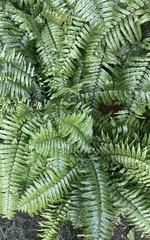 Nephrolepis exaltata