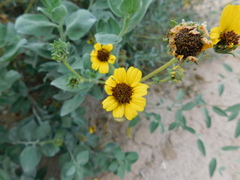 Encelia palmeri