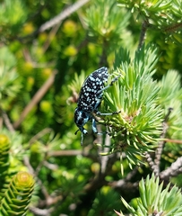 Chrysolopus spectabilis