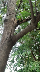 Dinopium benghalense