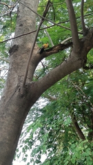 Dinopium benghalense