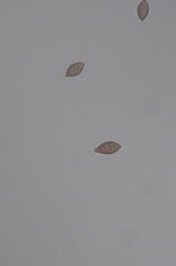 Choanephora cucurbitarum