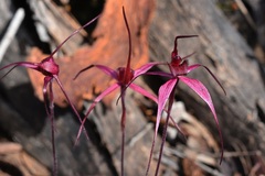 Caladenia formosa