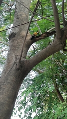 Dinopium benghalense