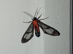 Cosmosoma oroyana