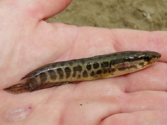 Channa argus