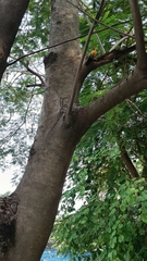 Dinopium benghalense