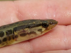 Channa argus