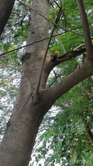 Dinopium benghalense