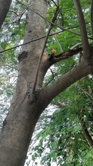 Dinopium benghalense