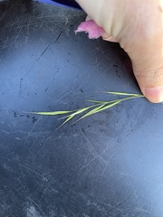 Microlaena stipoides