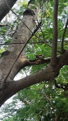 Dinopium benghalense