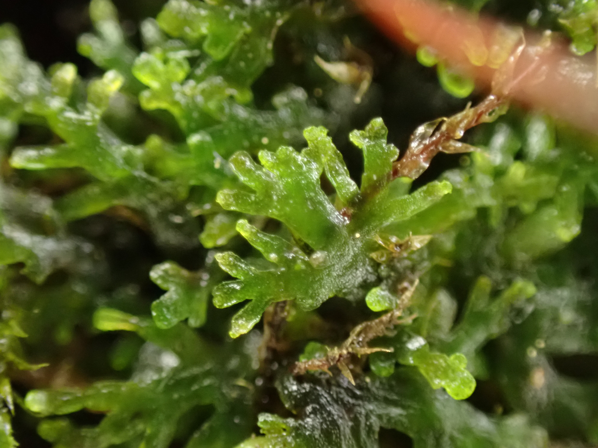 Riccardia chamedryfolia