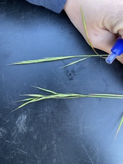 Microlaena stipoides