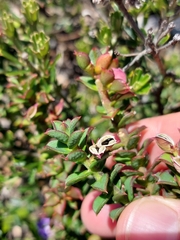 Philotheca buxifolia