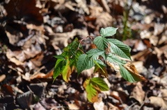 Rubus canadensis