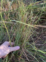 Microlaena stipoides