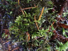 Brachythecium frigidum