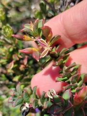 Philotheca buxifolia