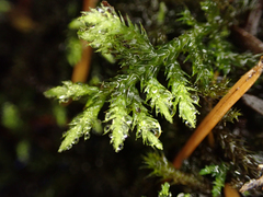 Brachythecium frigidum