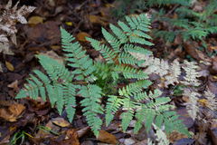 Pteridium aquilinum latiusculum