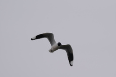 Chroicocephalus serranus