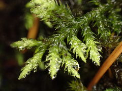 Brachythecium frigidum