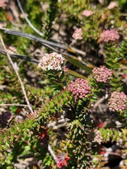 Platysace stephensonii