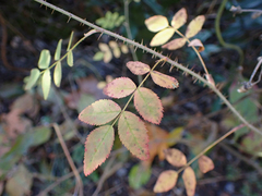 Rosa gymnocarpa