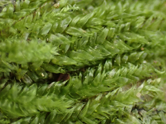 Plagiothecium piliferum