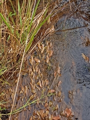 Potamogeton cheesemanii