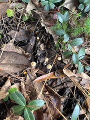 Strobilurus conigenoides
