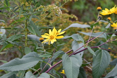 Helianthus giganteus