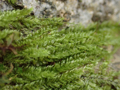 Plagiothecium piliferum