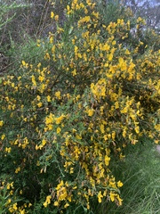 Cytisus