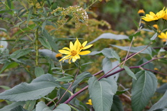 Helianthus giganteus