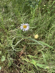 Brachyscome diversifolia