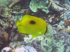 Zanzibar Butterflyfish photo 5