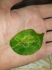 Pterygota