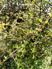 Coprosma propinqua