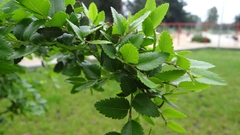 Nothofagus dombeyi