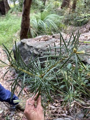 Banksia spinulosa