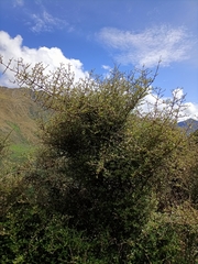 Coprosma propinqua