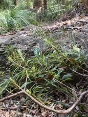 Banksia spinulosa
