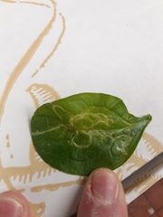 Pterygota