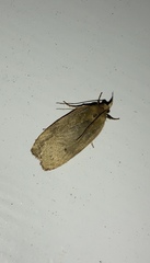 Phaeosaces coarctatella